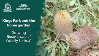 Kings Park in your garden Banksia baueri [upl. by Fauman]