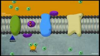 Phosphorylation oxydative [upl. by Ailuy164]