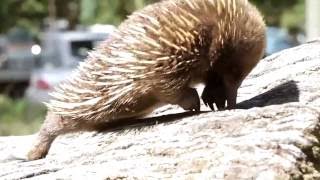 Freycinet Lodge  Accommodation in Freycinet National Park [upl. by Fedora]