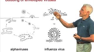 Budding of Enveloped Viruses  Stephen Harrison HarvardHHMI [upl. by Sidney]