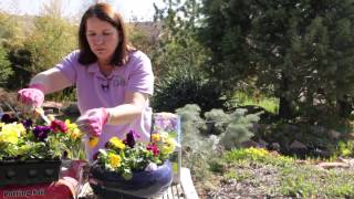 How to Trim Pansies  Grow Guru [upl. by Nimref]