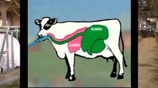 How to Drench a Cow  Six Simple Steps [upl. by Siesser]