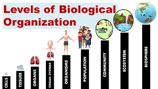 Levels of Biological Organization [upl. by Bartko]