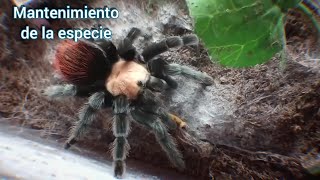 Tarántula Brachypelma albiceps alimentación hábitos y terrario [upl. by Aihsem]