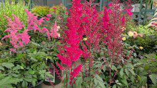 Astilbe Fanal False Spirea  Classic Hardy Easy to Grow Bright Red Flowering Perennial [upl. by Rorke]