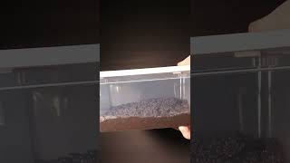 How To set Up Emersed Plant Bins aquascape plantedtank natureaquarium [upl. by Ita]