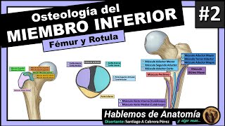 🔴 4👉OSTEOLOGIA DEL MIEMBRO INFERIOR 🟩 FEMUR Y ROTULA🟪 [upl. by Einnoc219]