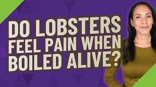 Do lobsters feel pain when boiled alive [upl. by Yelrebma978]