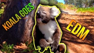 quotKoala Gets Kicked Out Of Tree and Criesquot GOES EDM [upl. by Aleac]