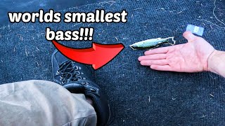 i Caught The Worlds SMALLEST Bass EVER [upl. by Angelico464]