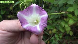 ⟹ Bindweed  Calystegia sepium  This flower is different [upl. by Nolyar]