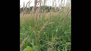 Reed Canary Grass [upl. by Anaidni]