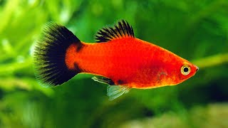 mud pond fish farming guppy platy mollyswordtail guppy breeding [upl. by Letta]