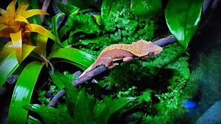 quotGecko Forestquot  Bioactive Terrarium for Crested Gecko  STEP BY STEP [upl. by Shwalb]