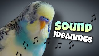 Parakeet Sounds and Their Meanings 🐦🔊 [upl. by Herstein]