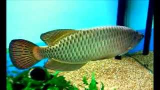 Jardini Arowana [upl. by Angie]