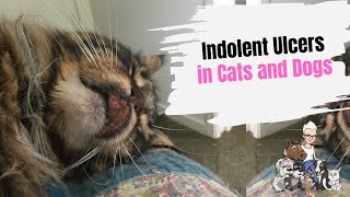 Episode 80 Treating an Indolent Ulcer in Cats and Dogs [upl. by Ecaj]