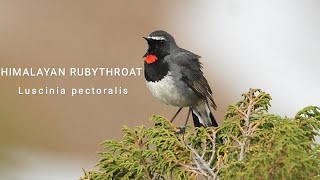 Himalayan Rubythroat 🐦🕊️ wildlife nature youtubeshorts birds [upl. by Tenaj]