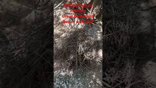 Bowerbird bower with roof first that I’ve seen mothernature wildlife nature birds [upl. by Leanahtan]