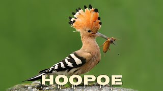 Hoopoe singing [upl. by Hutton]