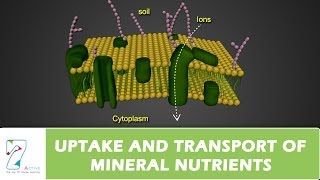 UPTAKE AND TRANSPORT OF MINERAL NUTRIENTS [upl. by Rede328]