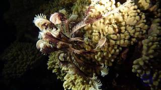 Crinoide al Radisson Blu Resort di El Quseir in Egitto [upl. by Wulf]