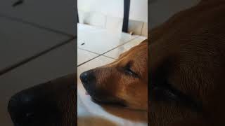 Dog sleeping position 🐶😎😘 shortvideo dog trending doglover cute [upl. by Ydurt]