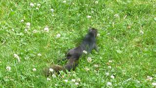 Squirrel infected with raccoon roundworm parasite Baylisascaris procyonis [upl. by Nirtiak]