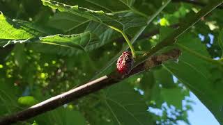 Wacissa mulberry I LOVE YOU please let me eat your berries [upl. by Lareine]