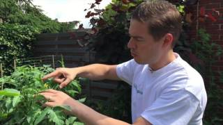 Het belang van insecten voor de bestuiving in jouw moestuin [upl. by Roxie]