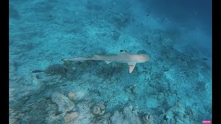 Indonesia  Lombok  Gili  Shark and Giant Trevally GT Caranx Ignobilis [upl. by Cudlip839]