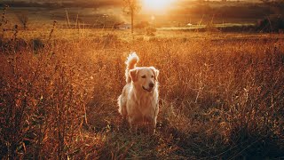 Golden Retrievers amp Hip DysplasiaIs Your Dog at Risk [upl. by Navoj]