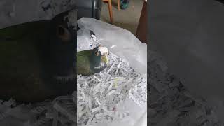 Pionus parrot playing in a bag of shredded papers [upl. by Leile]