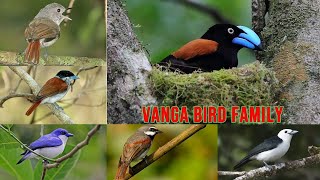 All Vanga Bird Species vanga birds family  vangabirds [upl. by Carey59]