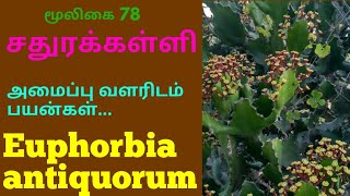 சதுர கள்ளி மரம்chathura kalli treeEuphorbia antiquorum [upl. by Dominic]