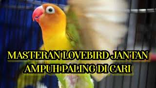 Masteran Lovebird Jantan Dobelan [upl. by Rosabelle781]