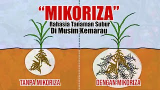 JARANG DIKETAHUI ❗❗❗ RAHASIA TANAMAN SUBUR DI MUSIM KEMARAU DENGAN JAMUR MIKORIZA [upl. by Girard75]