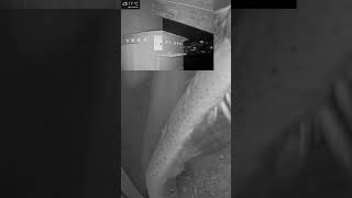 Owlet reaches entrance for the 1st time owl birds animals webcams birdcams live shorts [upl. by Conte]