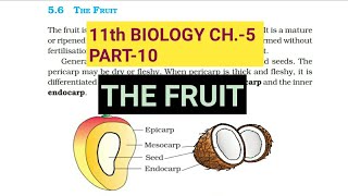 Class 11 BiologyCh5 Part10The FRUITStudy with Farru [upl. by Elkin]