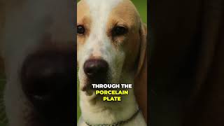 Porcelaine Dog Breeds Name Explained [upl. by Rania]