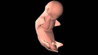 Fetus Development stage 5 3D Animation [upl. by Coombs]