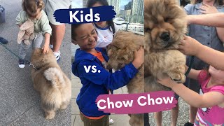 Is Chow Chow friendly with kids [upl. by Ahsied907]