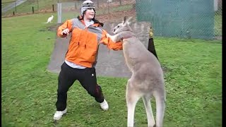 Kangaroo vs Human Kangaroo attacking [upl. by Tartan]