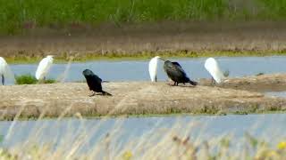 Spoonbills [upl. by Rainer]