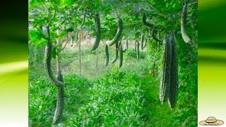 v37Ampalaya Productionpart 1 Guide in growing Bitter gourd Land Preparation etc [upl. by Aciraj763]