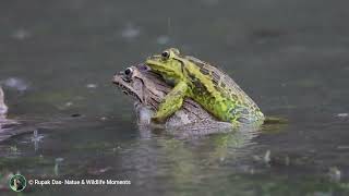 Indian Bullfrog Mating  Rupak Das Nature amp Wildlife Moments [upl. by Dagley]