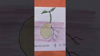 germination of a seed seedling seed growth steps shortsfeed drawing shortvideo kids shorts [upl. by Lashonde222]