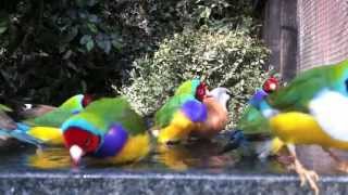 Gouldian finches bathing with their friends in an outdoor planted aviary [upl. by Aiek]