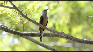 Plaintive Cuckoos call by Sunny Liew [upl. by Sterner]