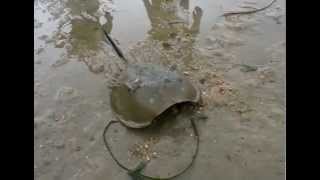 Horseshoe Crabs are Cool as Hell [upl. by Tsirhc]